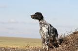 SETTER ANGLAIS 175